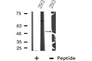 Western blot analysis of extracts from 293 cells using NFIL3 antibody. (NFIL3 anticorps  (C-Term))