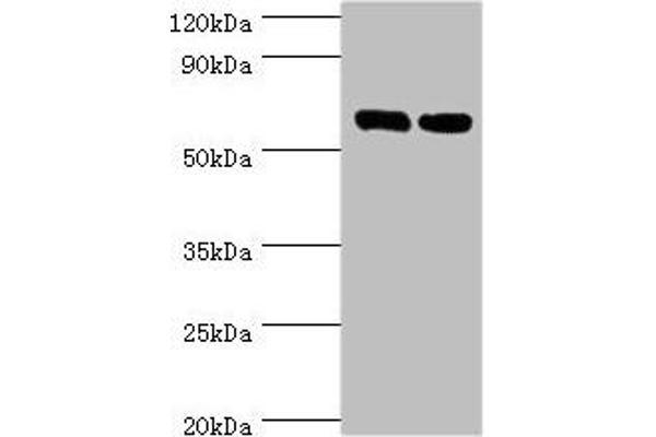 TROVE2 antibody  (AA 3-535)