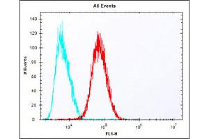 Overlay histogram showing HepG2 cells stained with Antibody (red line). (Epiregulin anticorps  (C-Term))
