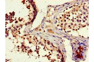Immunohistochemistry of paraffin-embedded human testis tissue using ABIN7165338 at dilution of 1:100