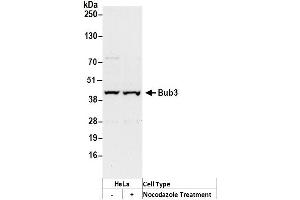 Western Blotting (WB) image for anti-Budding Uninhibited By Benzimidazoles 3 Homolog (Yeast) (BUB3) (AA 275-325) antibody (ABIN7449397)