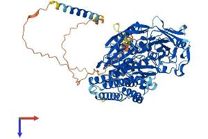 AlphaFold protein structure predicition of Human Recombinant TFRC Protein, UniprotID P02786