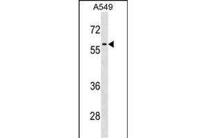 RCC2 Antibody (Center) (ABIN1537944 and ABIN2838344) western blot analysis in A549 cell line lysates (35 μg/lane). (RCC2 anticorps  (AA 169-198))