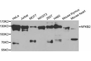Western blot analysis of extracts of various cell lines, using NFKB2 antibody (ABIN5998334) at 1/1000 dilution. (NFKB2 anticorps)