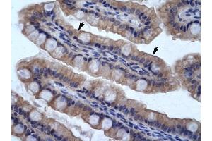 SMPDL3B antibody was used for immunohistochemistry at a concentration of 4-8 ug/ml to stain Epithelial cells of intestinal vilIus (arrows) in Human Intestine. (SMPDL3B anticorps  (N-Term))
