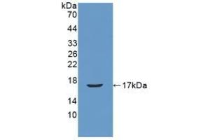 Detection of Recombinant REG3b, Mouse using Polyclonal Antibody to Regenerating Islet Derived Protein 3 Beta (REG3b) (REG3B anticorps  (AA 27-175))