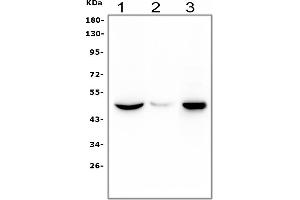 Western blot analysis of HRH3 using anti-HRH3 antibody (ABIN3043704).