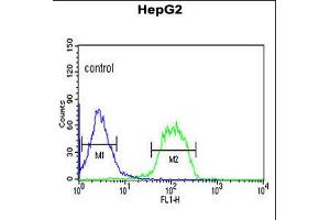 Flow cytometric analysis of HepG2 cells (right histogram) compared to a negative control cell (left histogram). (F-Box Protein 3 anticorps  (C-Term))