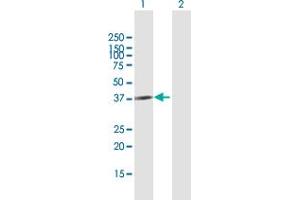 Western Blot analysis of CBX4 expression in transfected 293T cell line by CBX4 MaxPab polyclonal antibody. (CBX4 anticorps  (AA 1-290))