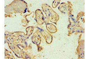 Immunohistochemistry of paraffin-embedded human placenta tissue using ABIN7170604 at dilution of 1:100 (Spindlin 2B anticorps  (AA 1-258))