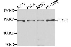 Western blot analysis of extracts of various cell lines, using FTSJ3 antibody (ABIN6003703) at 1/1000 dilution. (FTSJ3 anticorps)