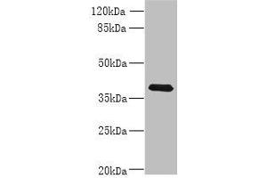 Western blot All lanes: WNT4 antibody at 8 μg/mL + MCF-7 whole cell lysate Secondary Goat polyclonal to rabbit IgG at 1/10000 dilution Predicted band size: 40, 33 kDa Observed band size: 40 kDa