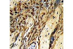 IHC analysis of FFPE human placenta with MGMT antibody (MGMT anticorps  (AA 156-182))