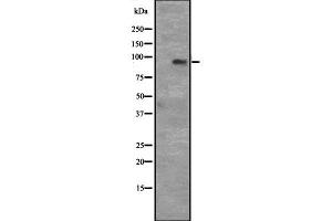 Western blot analysis of CCNT1 expression in Hela cell lysate,The lane on the left is treated with the antigen-specific peptide. (Cyclin T1 anticorps  (C-Term))