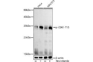 Western blot analysis of extracts of various cell lines, using Phospho-CDK1-T15 antibody (ABIN3019442, ABIN3019443, ABIN3019444 and ABIN6225371) at 1:1000 dilution. (CDK1 anticorps  (pTyr15))