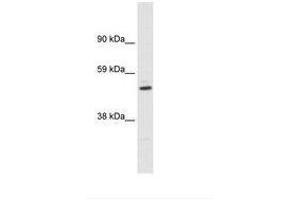 Image no. 1 for anti-Potassium Voltage-Gated Channel, Shaker-Related Subfamily, beta Member 1 (KCNAB1) (AA 311-360) antibody (ABIN6735464) (KCNAB1 anticorps  (AA 311-360))