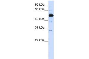 WB Suggested Anti-FAM134B Antibody Titration:  0.