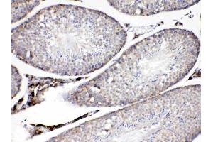 ADFP was detected in paraffin-embedded sections of mouse testis tissues using rabbit anti- ADFP Antigen Affinity purified polyclonal antibody (Catalog # ) at 1 µg/mL.