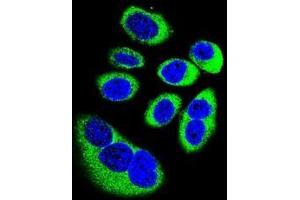 anti-Glutamic-Oxaloacetic Transaminase 1-Like 1 (GOT1L1) (AA 353-383), (C-Term) antibody