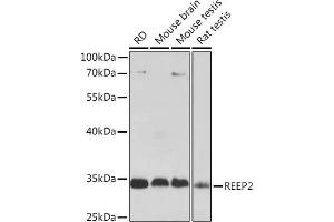 Western blot analysis of extracts of various cell lines, using REEP2 Rabbit pAb (ABIN7269887) at 1:1000 dilution.
