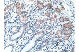 IHC-P analysis of Human Stomach Tissue, with DAB staining. (PDGFRA anticorps  (AA 170-387))