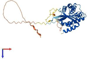 AlphaFold protein structure predicition of Human Recombinant BCCIP Protein, UniprotID Q9P287