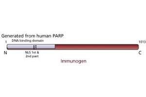 Image no. 2 for anti-Poly (ADP-Ribose) Polymerase 1 (PARP1) antibody (ABIN967540) (PARP1 anticorps)