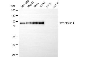 Western blotting analysis using striatin 4 antibody (ABIN7800444).