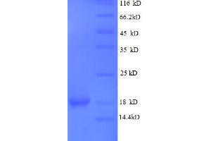 Lens Epithelial Protein (LENEP) (AA 29-164), (partial) protein (His tag)