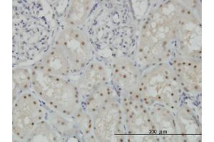 Immunoperoxidase of monoclonal antibody to CDADC1 on formalin-fixed paraffin-embedded human kidney.