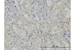 Immunoperoxidase of monoclonal antibody to CDADC1 on formalin-fixed paraffin-embedded human kidney. (CDADC1 anticorps  (AA 423-514))