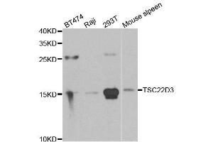 Western blot analysis of extracts of various cell lines, using TSC22D3 antibody. (TSC22D3 anticorps)