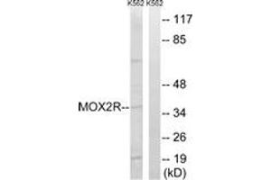 Western blot analysis of extracts from K562 cells, using MOX2R Antibody. (CD200R1 anticorps  (AA 241-290))