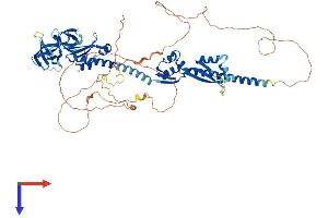 AlphaFold protein structure predicition of Mouse Recombinant Fxr2 Protein, UniprotID Q9WVR4
