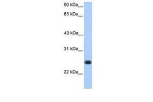 Image no. 1 for anti-Chromosome 12 Open Reading Frame 68 (C12orf68) (AA 51-100) antibody (ABIN6739437) (C12ORF68 anticorps  (AA 51-100))