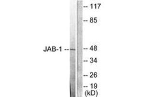 Western blot analysis of extracts from LOVO cells, using JAB1 Antibody. (COPS5 anticorps  (AA 374-423))