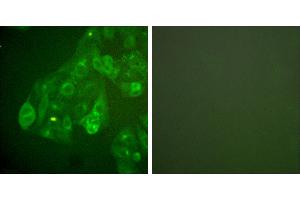 Peptide - +Immunofluorescence analysis of A549 cells, Connexin 43 antibody (#30038). (Connexin 43/GJA1 anticorps)