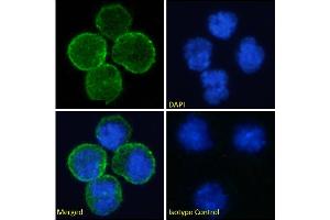 Immunofluorescence staining of fixed Daudi cells with anti-CD40 antibody 5D12. (Recombinant CD40 anticorps)