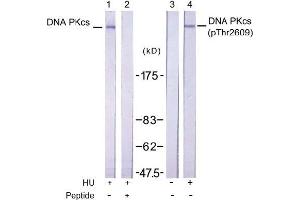 Image no. 1 for anti-Protein Kinase, DNA-Activated, Catalytic Polypeptide (PRKDC) (pThr2609) antibody (ABIN196899) (PRKDC anticorps  (pThr2609))