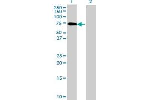 Western Blot analysis of GGA1 expression in transfected 293T cell line by GGA1 MaxPab polyclonal antibody. (GGA1 anticorps  (AA 1-552))
