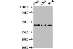 Western Blot Positive WB detected in Recombinant protein All lanes: DYNC2H1 antibody at 2. (DYNC2H1 anticorps  (AA 1928-2065))