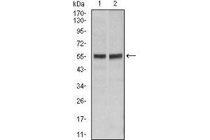 Western blot analysis using FAS mouse mAb against Hela (1), Jurkat (2) cell lysate. (FAS anticorps)