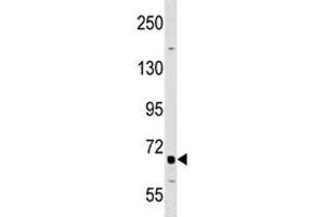 DR6 antibody western blot analysis in A549 lysate.