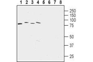 Western blot analysis of rat brain membrane (lanes 1 and 5), mouse brain membrane (lanes 2 and 6), human acute lymphoblastic leukemia (MOLT-4) (lanes 3 and 7) and human colorectal adenocarcinoma (HT-29) cell lysates: - 1-4. (LETM1 anticorps  (Intracellular, Mitochondrial Matrix))