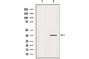 Western blot analysis of extracts from Hela, using GPR141 Antibody. (GPR141 anticorps  (Internal Region))