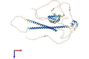 AlphaFold protein structure predicition of Mouse Recombinant Runx1t1 Protein, UniprotID Q61909