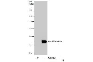 IP Image Immunoprecipitation of PP2A alpha protein from 293T whole cell extracts using 5 μg of PP2A alpha antibody, Western blot analysis was performed using PP2A alpha antibody, EasyBlot anti-Rabbit IgG  was used as a secondary reagent. (PPP2CA anticorps  (C-Term))