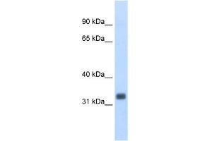 WB Suggested Anti-Ehf Antibody Titration:  0. (EHF anticorps  (N-Term))