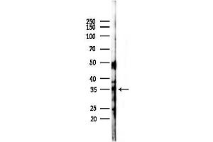 anti-Complement Component 1, Q Subcomponent-Like 2 (C1QL2) (C-Term) antibody