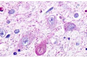 anti-Trace Amine Associated Receptor 5 (TAAR5) (Cytoplasmic Domain) antibody